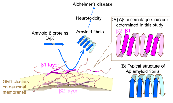 Figure: (A) On the neuronal cell membrane, A molecules adopt a "U"-shaped conformation, allining alternately on the membrane surface to form two layers: the 1 layer, distal from the membrane, and the 2 layer, closer to the membrane. This assembly of A acts as a "catalytic platform," accelerating the fibrillation of surrounding A molecules. (B) In previously reported A amyloid fibrils, A molecules align in the same direction.